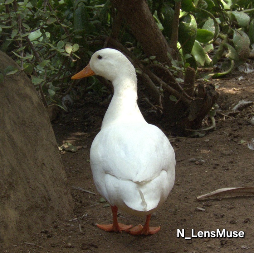 Nature Image